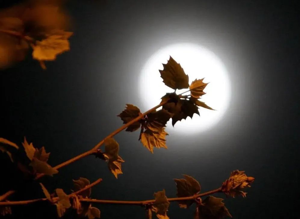 1698635560386253.jpg 640 (3).jpg